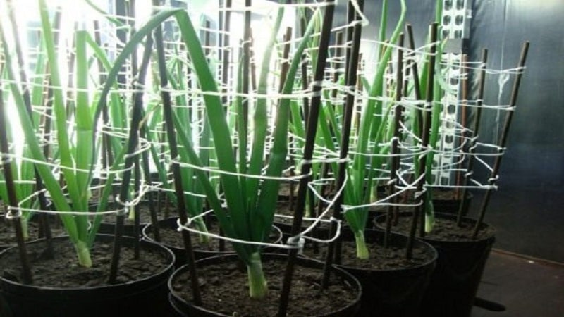 Step-by-step guide to growing Exhibition onions through seedlings