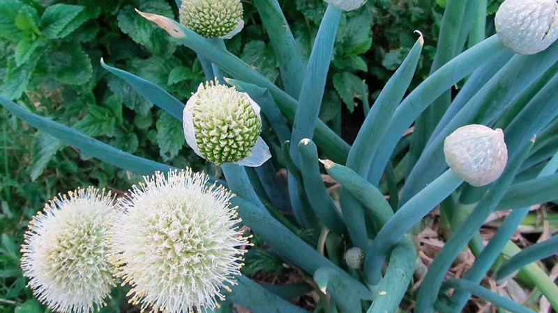 Altai onion Alves: description and cultivation features