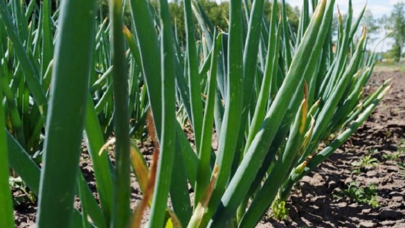 Altai onion Alves: description and cultivation features