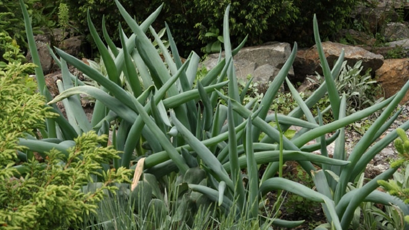 Altai onion Alves: description and cultivation features
