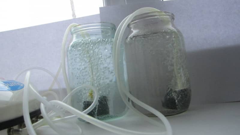 Preparing carrot seeds before planting: what exactly to do and how to process them