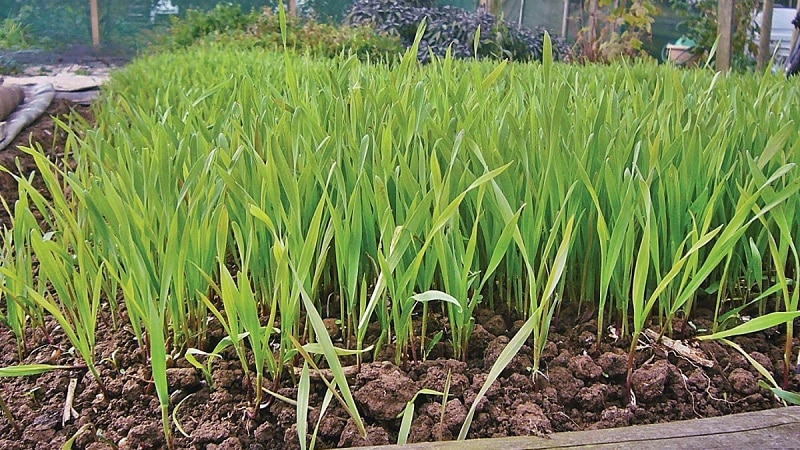What is good about rye, how is it a green manure in the fall and how to plant it correctly