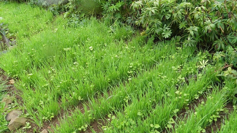 What is good about rye, how is it a green manure in the fall and how to plant it correctly