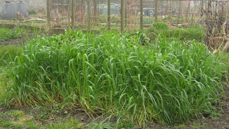 What is good about rye, how is it a green manure in the fall and how to plant it correctly