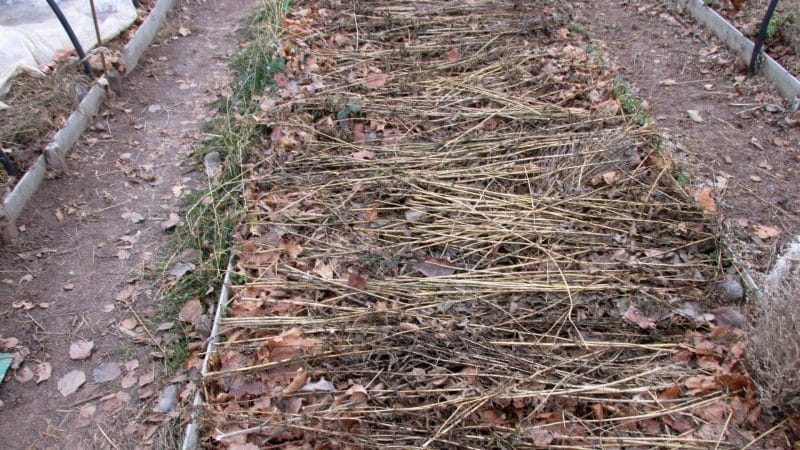 We choose how to cover onions from frost for the winter and study the nuances of the process