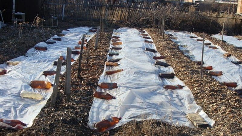 We choose how to cover onions from frost for the winter and study the nuances of the process