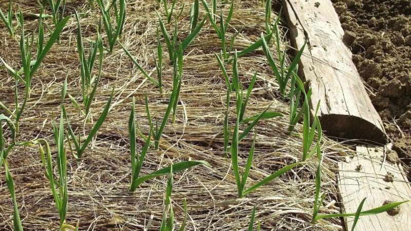 We choose how to cover onions from frost for the winter and study the nuances of the process