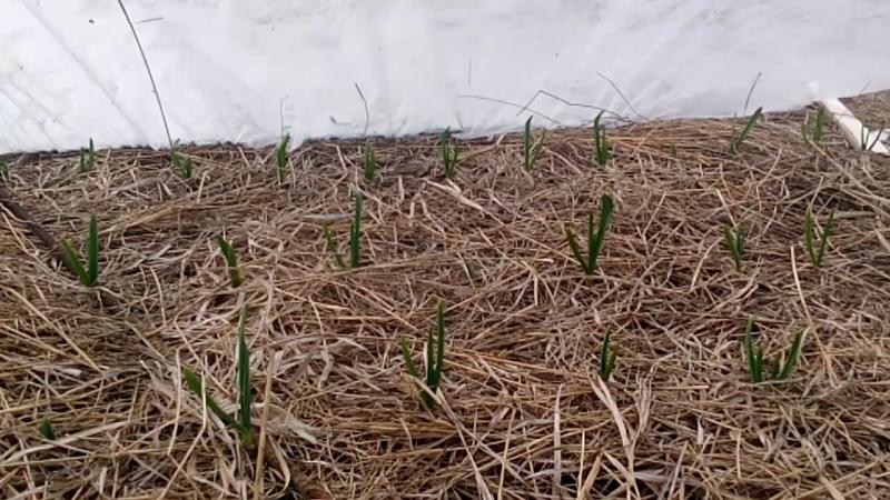 We choose how to cover onions from frost for the winter and study the nuances of the process