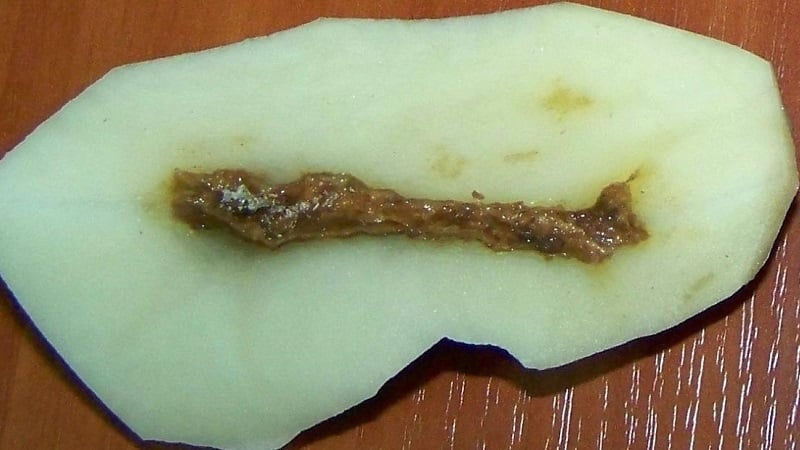 What to do if the potatoes inside become empty and why this happens
