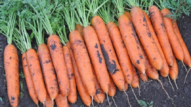 What do Vita Longa and Bangor F1 carrots have in common?