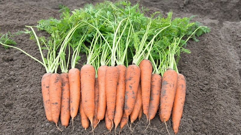 What do Vita Longa and Bangor F1 carrots have in common?