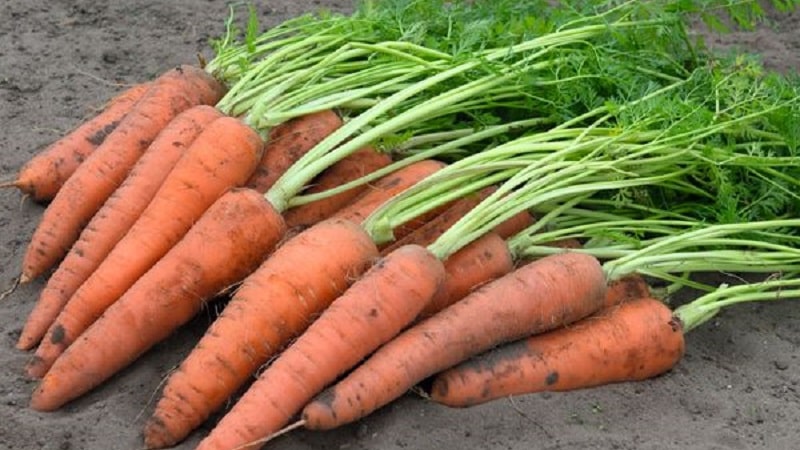 What do Vita Longa and Bangor F1 carrots have in common?