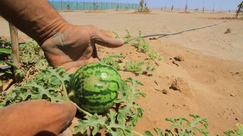 What is a watermelon: what family do the fruits belong to, what are they and how are they useful?