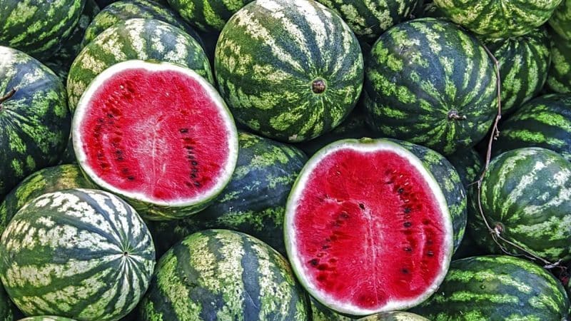 What is a watermelon: what family do the fruits belong to, what are they and how are they useful?