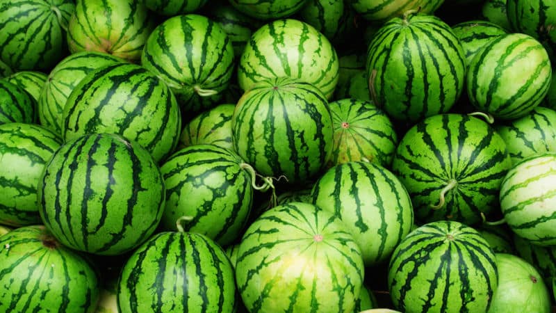 What is a watermelon: what family do the fruits belong to, what are they and how are they useful?