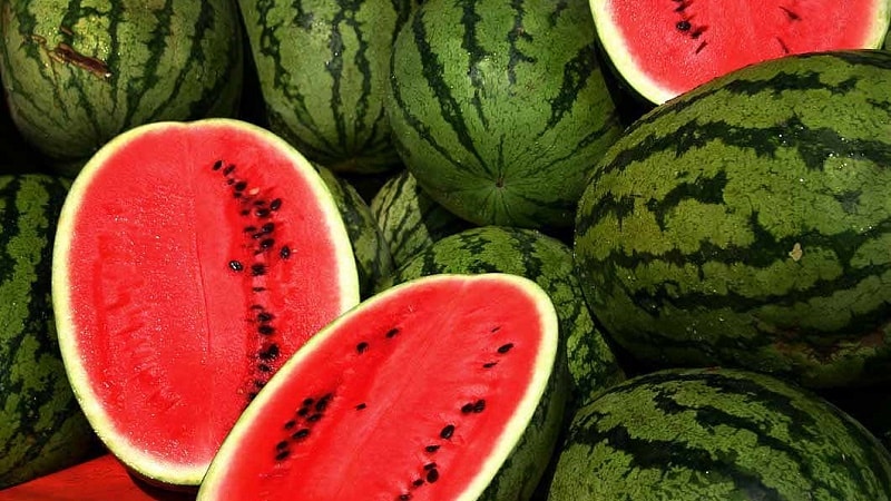 What is a watermelon: what family do the fruits belong to, what are they and how are they useful?