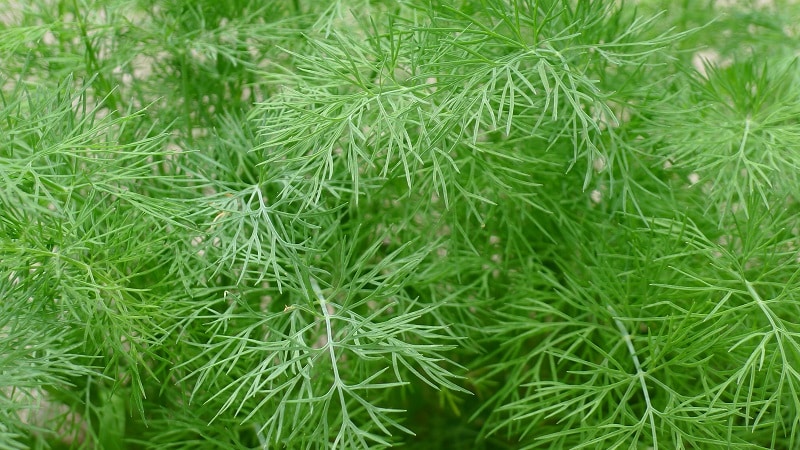 What is garden dill and its characteristics