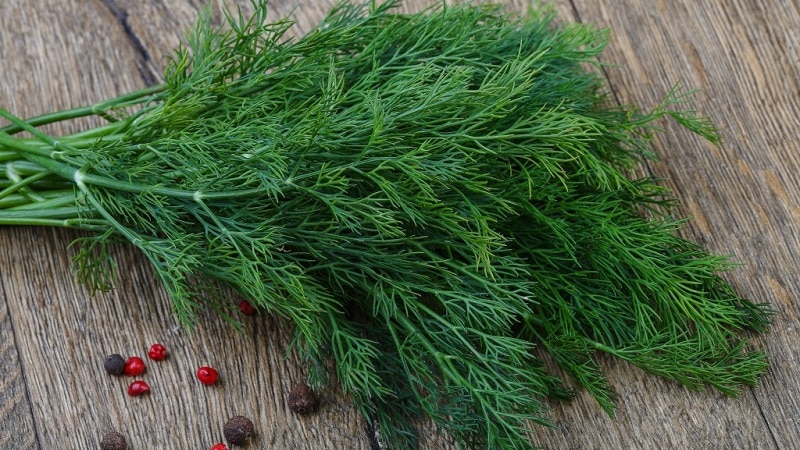 What is garden dill and its characteristics