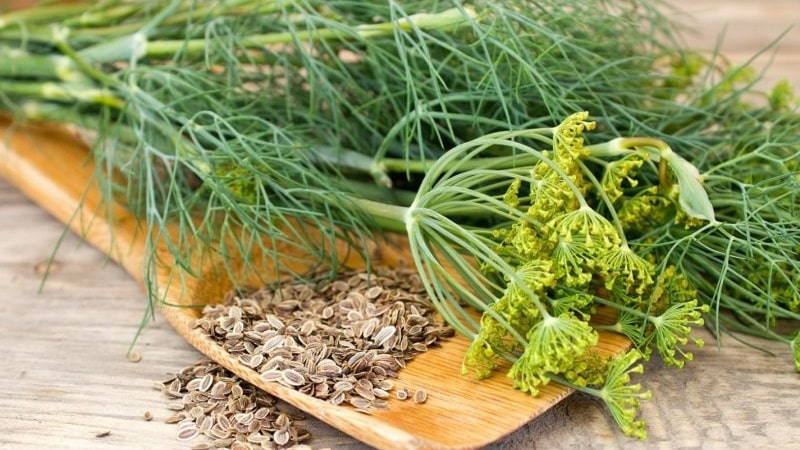 What is garden dill and its characteristics