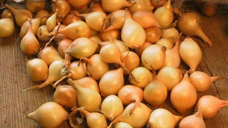 Early high-yielding hybrid of onion Cupido for growing in a greenhouse and in open ground