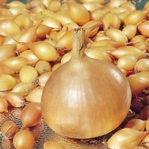 Early high-yielding hybrid of onion Cupido for growing in a greenhouse and in open ground