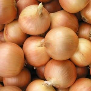 Early high-yielding hybrid of onion Cupido for growing in a greenhouse and in open ground