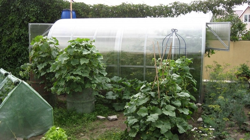 How to plant cucumbers in a greenhouse and other methods of care from planting to harvest