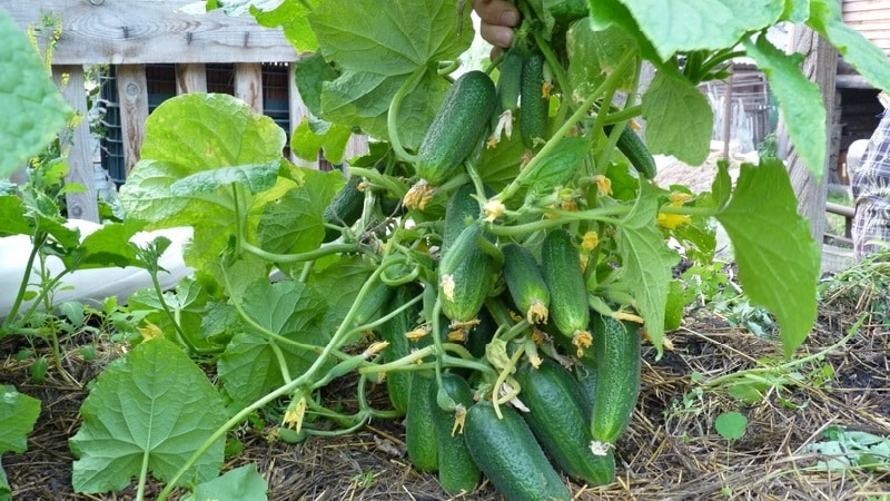 How to properly pinch cucumbers in a greenhouse: rules of care from planting to harvest