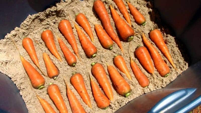 Advantages and disadvantages of storing carrots in sand, step-by-step instructions