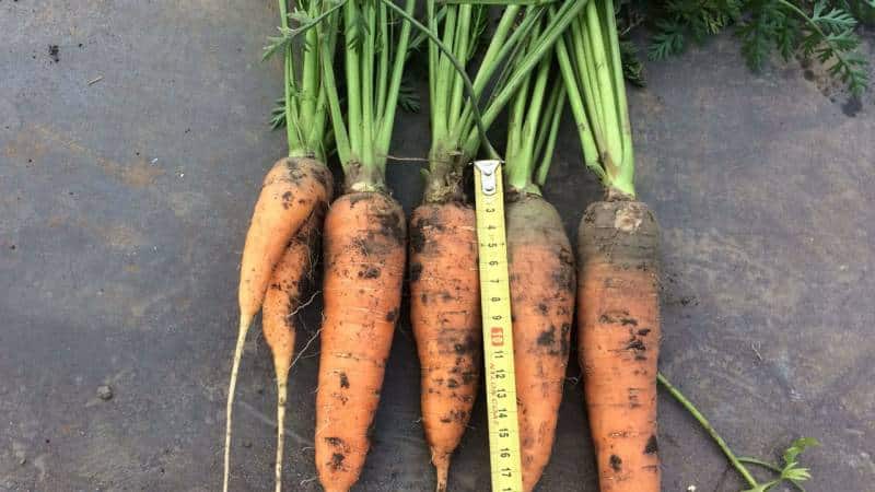 Advantages and disadvantages of storing carrots in sand, step-by-step instructions