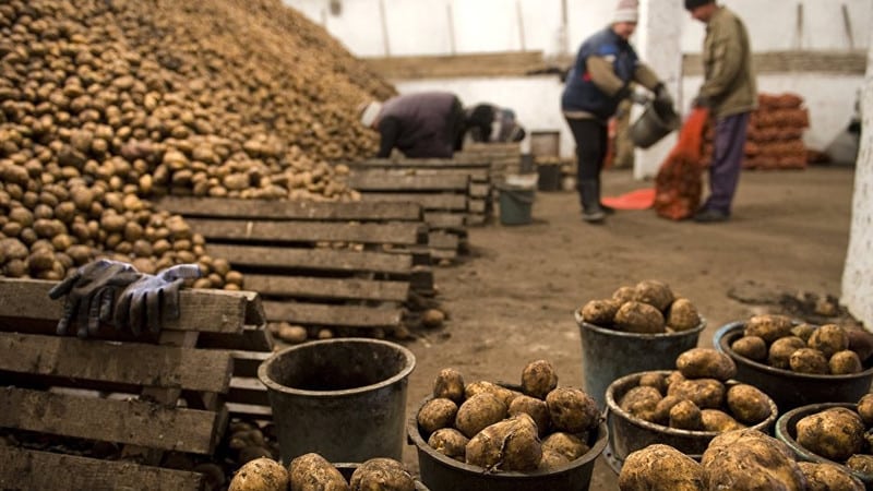 The nuances of storing potatoes in a vegetable storehouse: how to create optimal conditions for the harvest