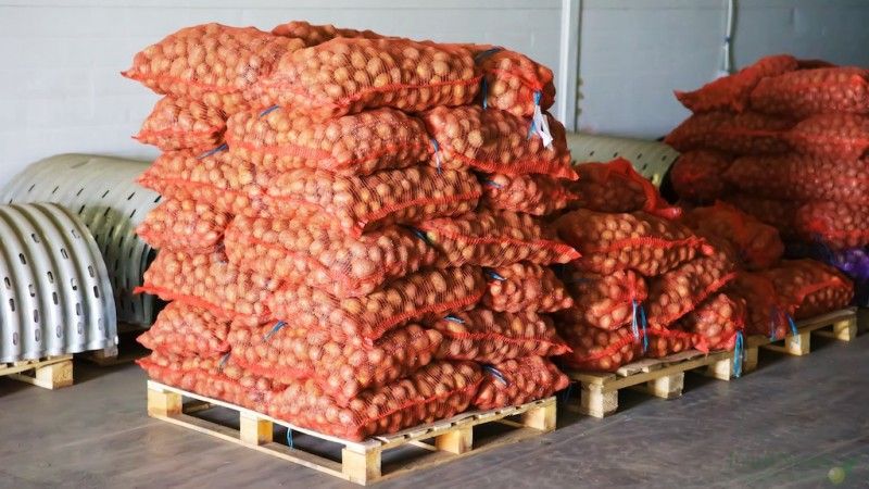 The nuances of storing potatoes in a vegetable storehouse: how to create optimal conditions for the harvest