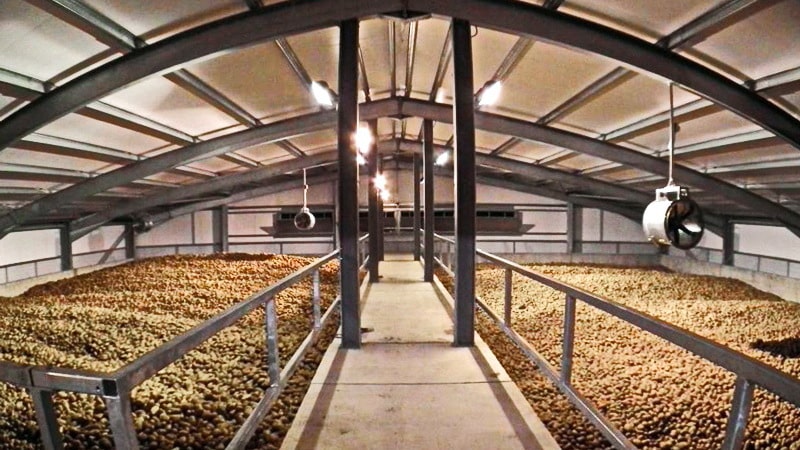 The nuances of storing potatoes in a vegetable storehouse: how to create optimal conditions for the harvest