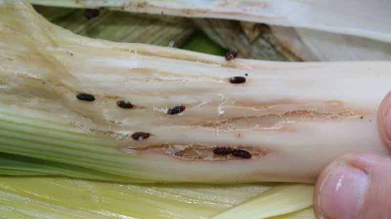 How to get rid of onion midges