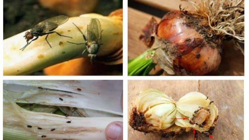 How to get rid of onion midges