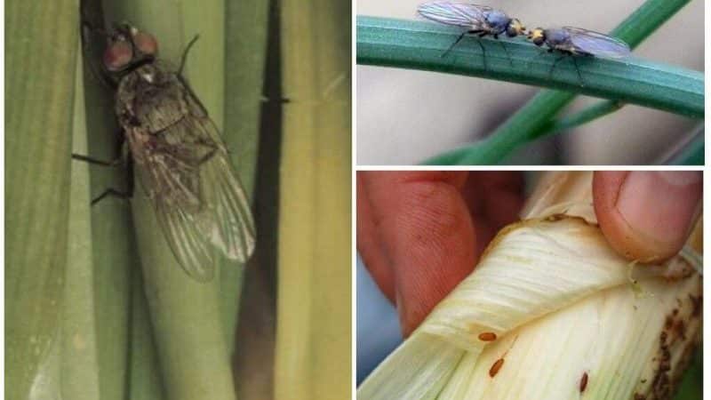 The most effective pest control products: how to treat onions for worms and how to do it correctly