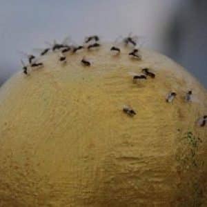 How to get rid of onion midges