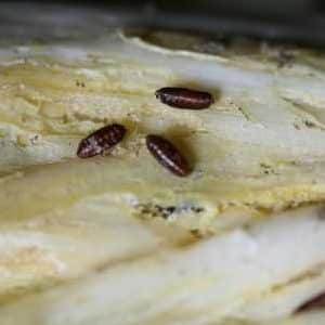 How to get rid of onion midges