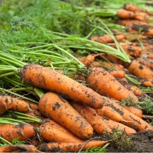 Preserving the harvest correctly: how to trim carrots for winter storage and why this is necessary