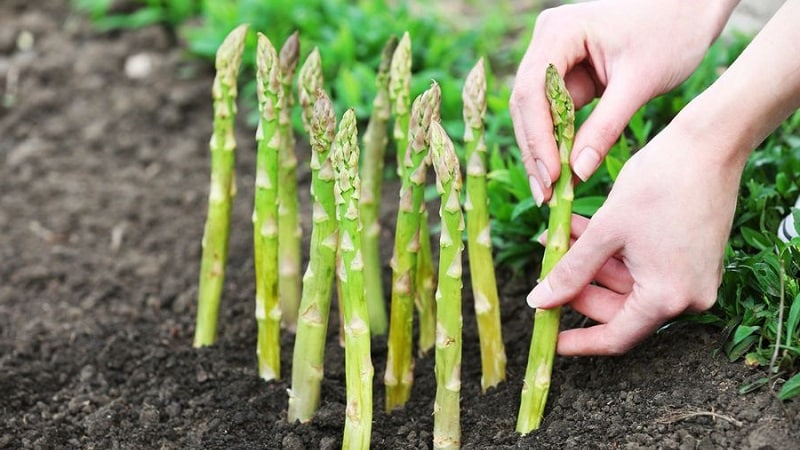 How to Winterize Asparagus: A Step-by-Step Guide to Fall Garden Bed Prep