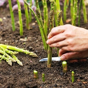 How to Winterize Asparagus: A Step-by-Step Guide to Fall Garden Bed Prep