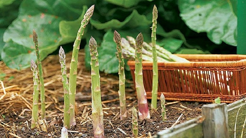 How to Winterize Asparagus: A Step-by-Step Guide to Fall Garden Bed Prep