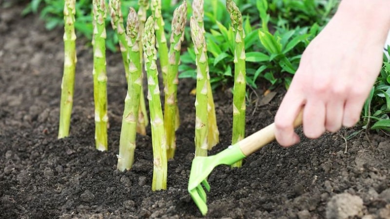 How to Winterize Asparagus: A Step-by-Step Guide to Fall Garden Bed Prep