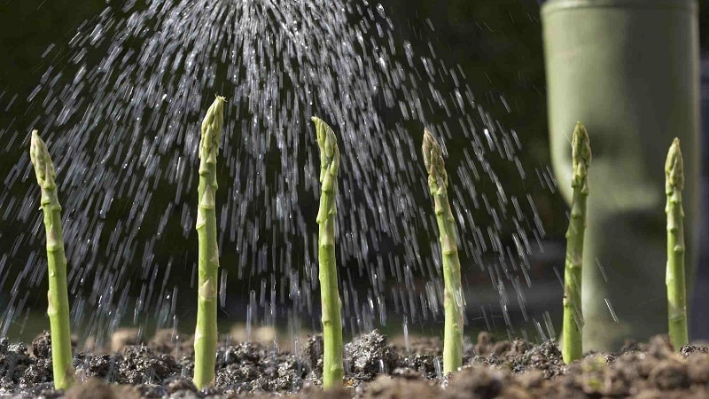 How to Winterize Asparagus: A Step-by-Step Guide to Fall Garden Bed Prep