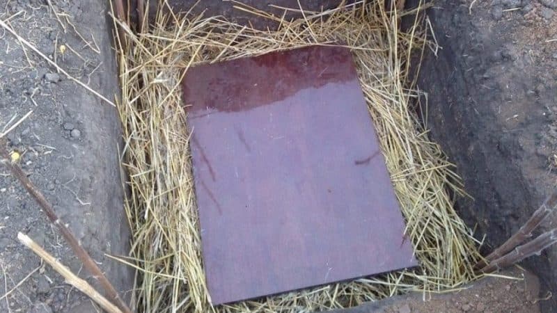 How to properly store potatoes without a cellar in the ground until spring
