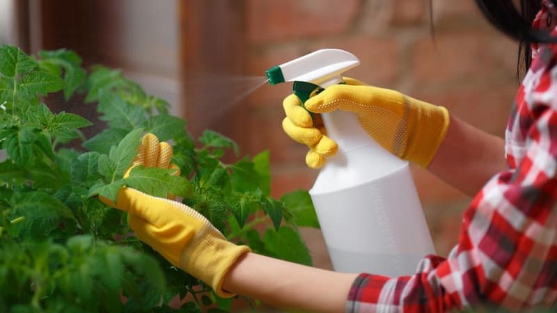 How to properly use milk, iodine and water to process tomatoes and how they are useful