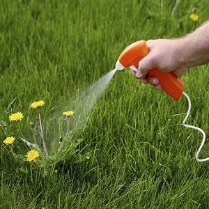 How to Apply Weed Killer Herbicides to Potatoes