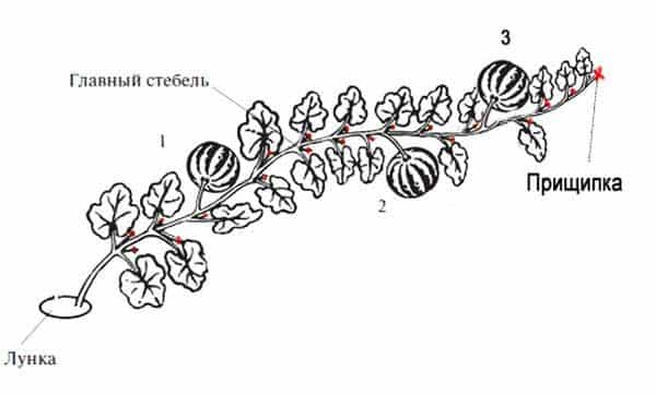 Step-by-step instructions for beginner gardeners: how to pinch watermelons in open ground