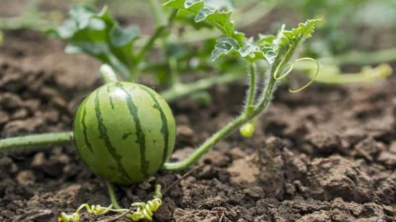 Step-by-step instructions for beginner gardeners: how to pinch watermelons in open ground