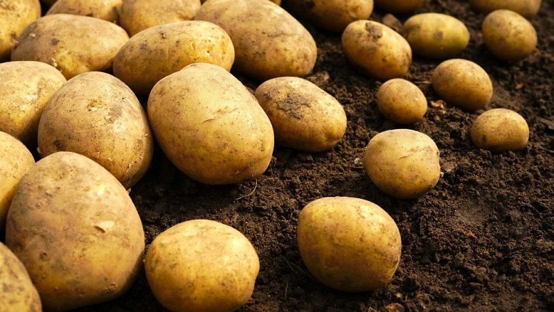 How to check for the presence of cadmium in potatoes, and why it is dangerous for humans
